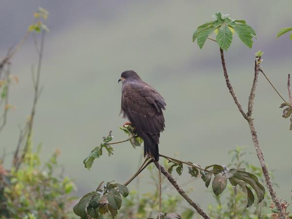 Slakkenwouw (Rostrhamus sociabilis)